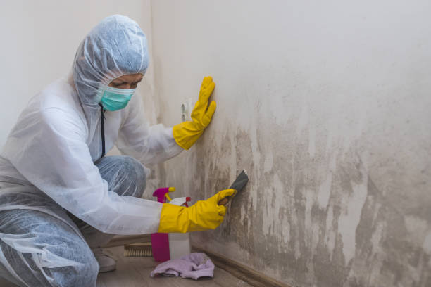 Best Basement Mold Remediation in Monroe, WA