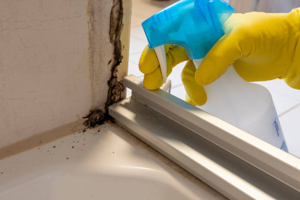 Professional Mold Remediation in Monroe, WA