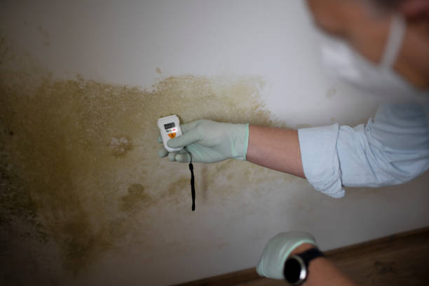 Best Residential Mold Remediation in Monroe, WA